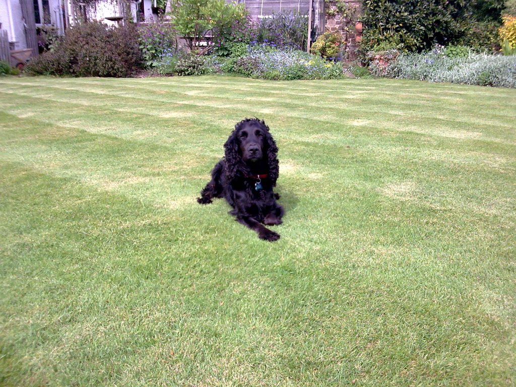 Bristol Lawncare Mascot